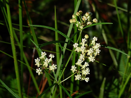 {Asclepias verticillata}